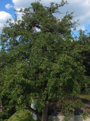 habitat