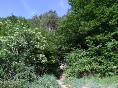 habitat