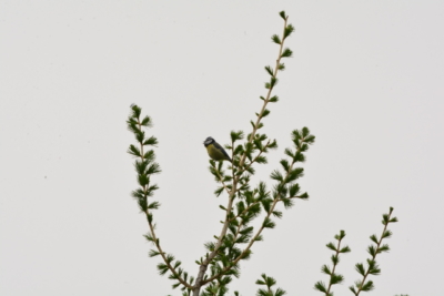 habitat