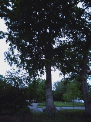 habitat