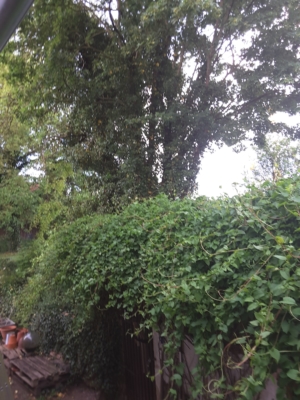 habitat