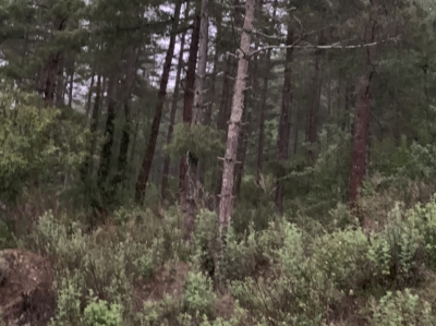 habitat