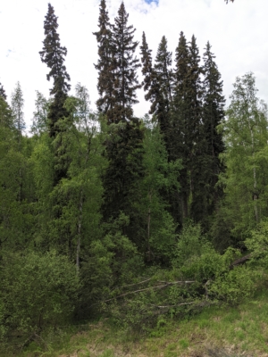 habitat