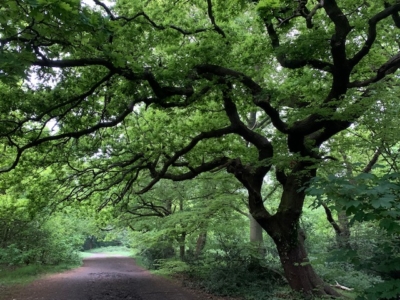 habitat