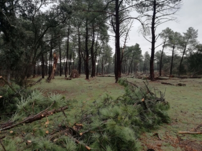 habitat