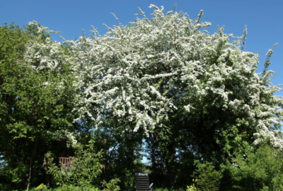 habitat