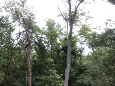 habitat