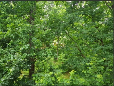 habitat